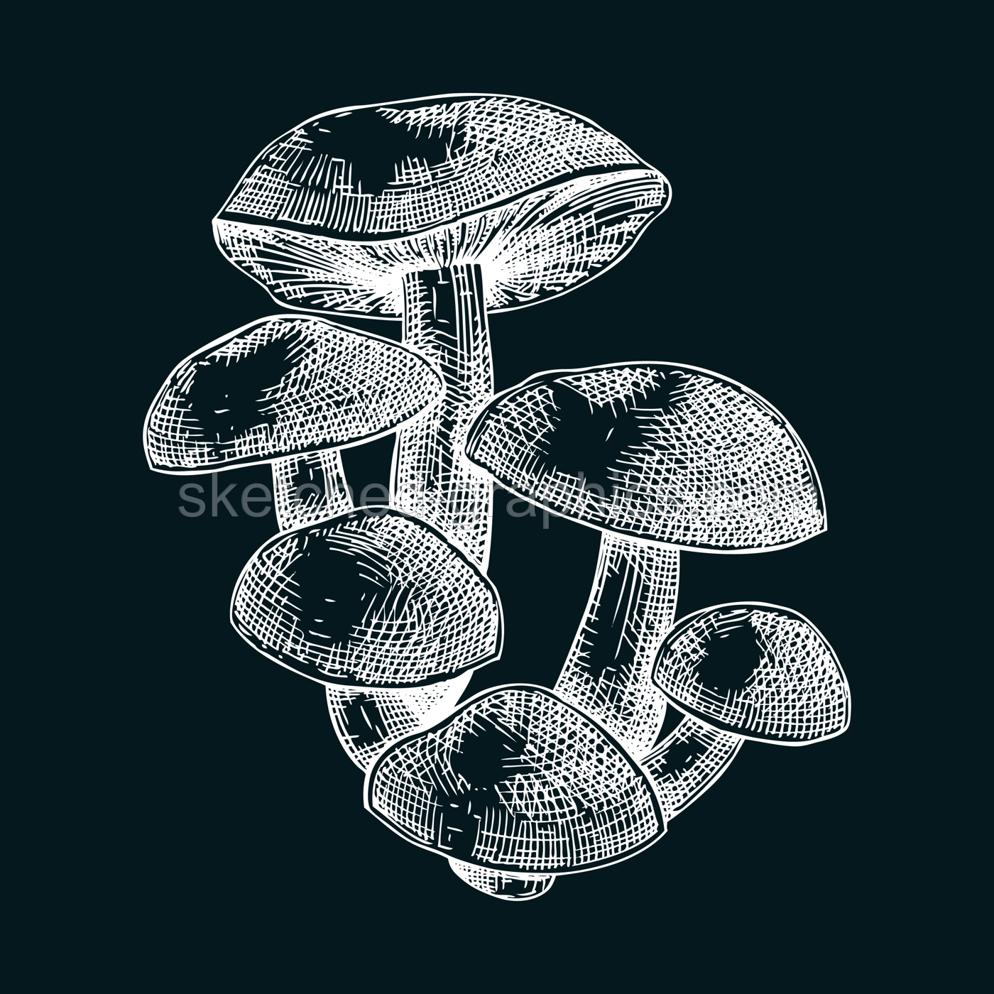 Velvet shank mushroom sketch. Edible fungus illustration. Fungal protein, mycoprotein, plant-based product healthy food design element. Forest mushroom drawing on chalkboard Illustration